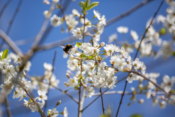 Cherry blossom trees in spring
