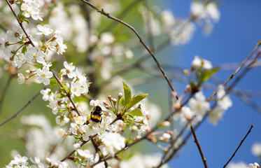 Cherry blossom trees in spring