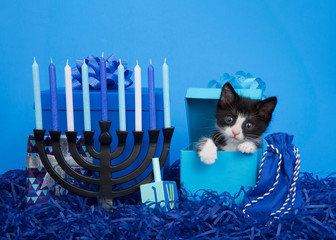 Adorable tiny black and white tuxedo kitten peaking out of a blue present box next to menorah with dreidel for Hanukkah. Bright blue background. Animal antics fun holiday theme.