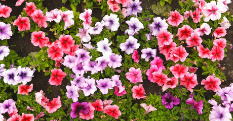 A nature photo is a beautiful petunia flower. Plant Petunia flower with blooming pink petals. Petunia flower flowerbed with open buds