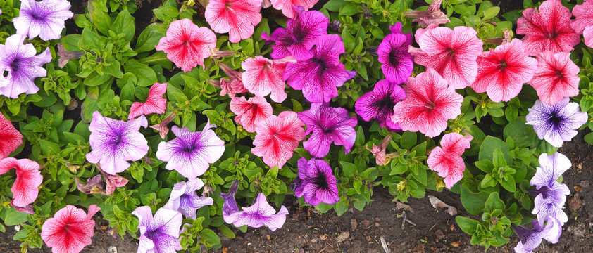 A nature photo is a beautiful petunia flower. Plant Petunia flower with blooming pink petals. Petunia flower flowerbed with open buds