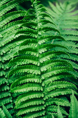 Beautiful fresh green fern leaves. Natural floral background. Greenery spring concept.