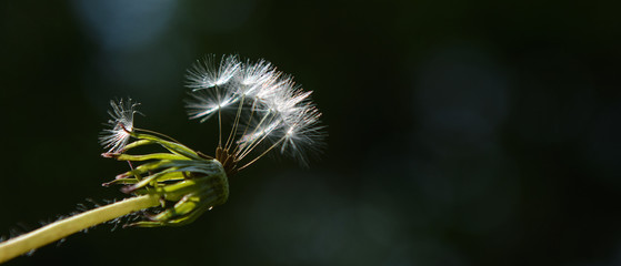 dandelion with flying seeds lit by the sun on a blurred black background. Concept - dismissal, bankruptcy