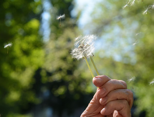 dandelion with flying seeds in the hand of an old woman on a green background. Concept - fragility of the environment, Earth Day