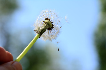 dandelion with flying seeds in a female hand on a green background. Concept - fragility of the environment, Earth Day