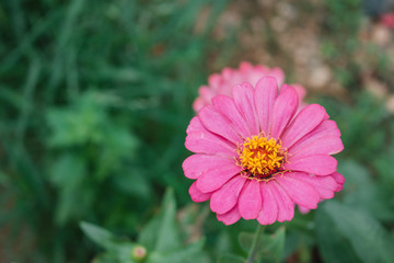 Obraz premium Defocused and blurred image for background. Pink zinnia elegans flowers. Common Zinnia (Zinnia elegans) bloom in garden. copy space. vintage style.