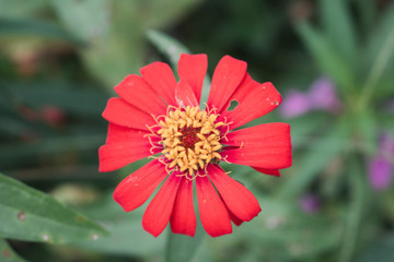 Defocused and blurred image for background. Red zinnia elegans flowers. Common Zinnia (Zinnia elegans) bloom in garden. copy space. vintage style.