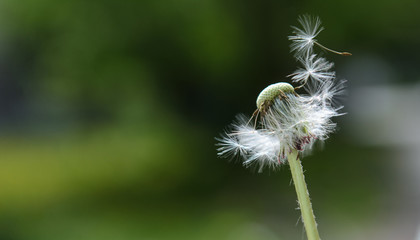 dandelion with flying seeds lit by the sun on a green background. Concept - fragility of the environment, Earth Day