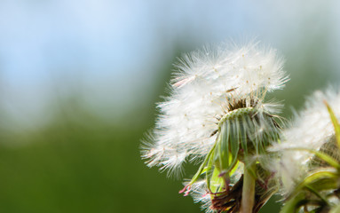 dandelion with flying seeds on a blurry spring background. Concept - the fragility of life, reproduction