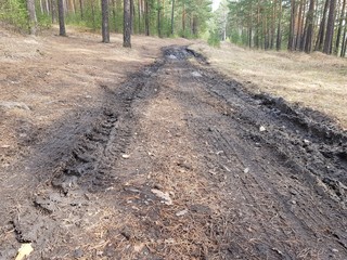 Dirt road in the forest