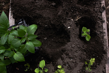 the process of planting seedlings in the soil
