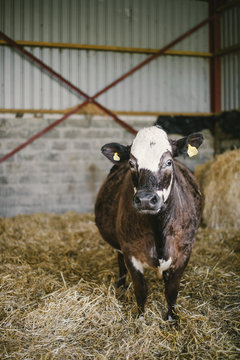 Vache hereford friesland dans une ferme &eacute;cossaise