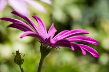 close uo chalice of purple daisy