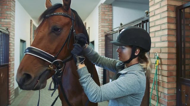 Young woman tightening bridle on horse. Young female rider in helmet arranging harness on horse tightening bridle before training