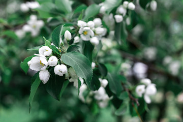 Natural background of Apple blossom in spring. Selective focus. Greeting card.