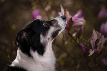 Border Collie im Magnolienbaum vertäumt schnuppernd HQ 300 DPI