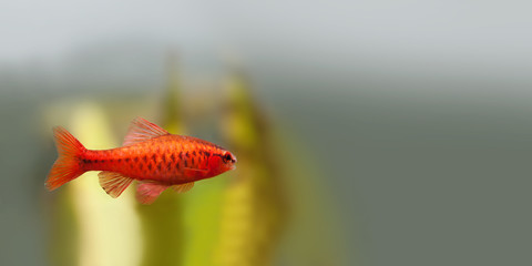 Obraz premium Underwater aquarium still life scene. Red color tropical fish Barb Puntius titteya swim. Soft blurred gray white background. Shallow depth of field. copy space