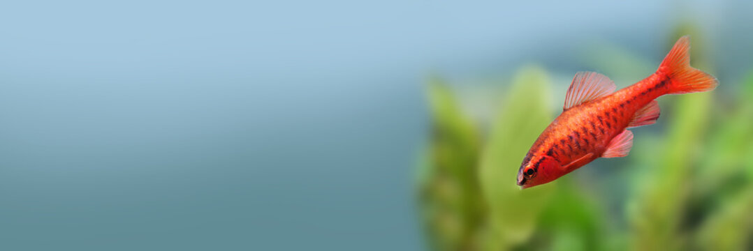 Red color tropical fish Barb Puntius titteya on blurred blue background. copy space.