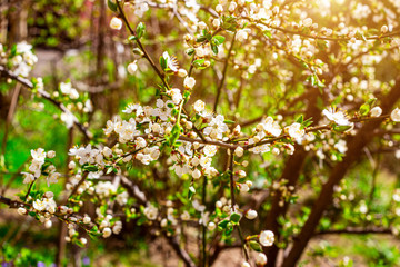 Fresh bright white flowers of blossoming asian cherry on green leaves background in the garden in spring close up.