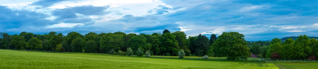 Photo sur Plexiglas Bleu panorama of summer landscape with grass and blue sky