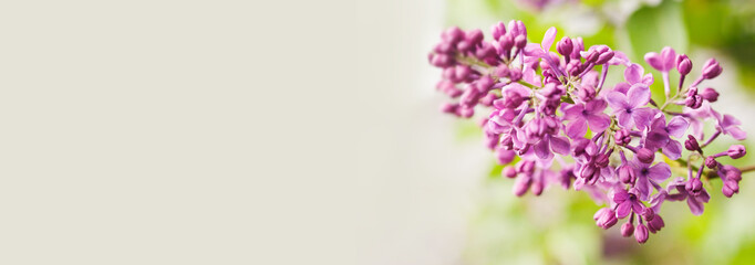 Macro view blossoming Syringa lilac bush. Springtime landscape with bunch of violet flowers. lilacs blooming plants background. soft focus photo. copy space.