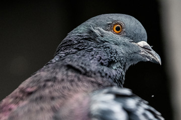 Taube im Porträt