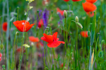 Obraz premium red poppy