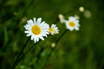 daisy in the grass
