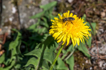 Löwenzahn mit Biene
