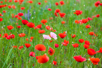 pink and red poppy