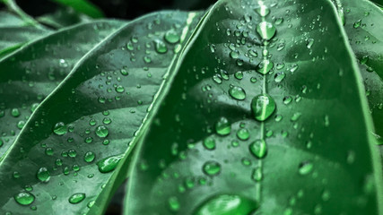 Water drop on green leaf after the rain.