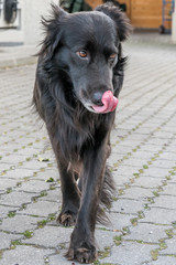 Hund schleckt sich über Schnauze