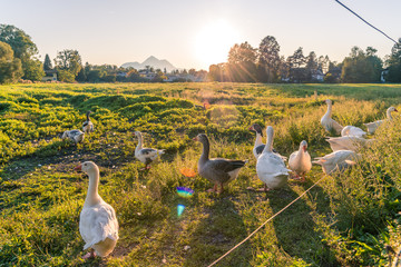 Gänse © Georg Hummer