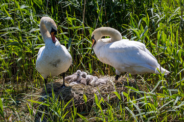 Mute swans and their cygnets on their nest
