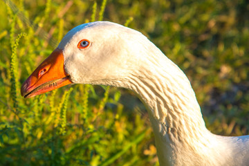 Gänse © Georg Hummer