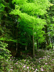 Panorama of beautiful green forest in spring. Nature scenery with purple rhododendron flowers