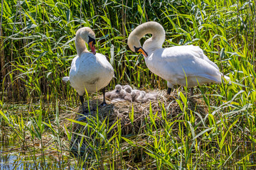 Mute swans and their cygnets on their nest