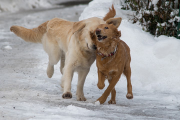 Hunde im Winter