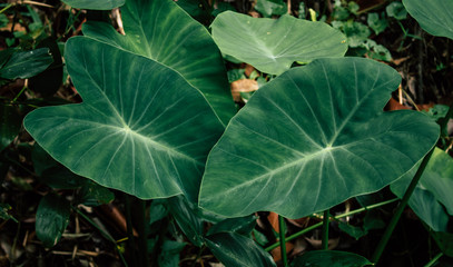 Morning Glories. Lush green heart-shaped leaves. vintage style.