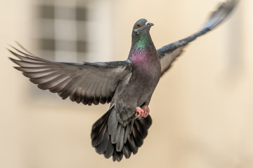 Taube im Flug