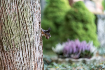 Eichhörnchen