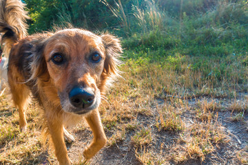 Hund im Sonnenschein