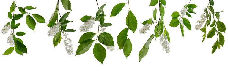 Various branches of bird cherry tree with flowers and green leaves on white background