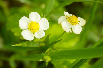 Wild Strawberry (Fragaria ananassa) flowers close up. White strawberry blossoms, buds, and green leaves in spring blooming in green grass . Top view, selective focus