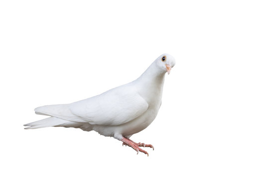 White Carrier Pigeon Isolated On White Background