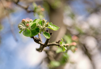 apple tree flower bud on a branch in nature