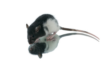 Fototapeta na wymiar rat on a white background