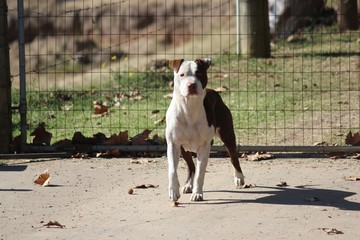 Alert brown and white Pitbull 