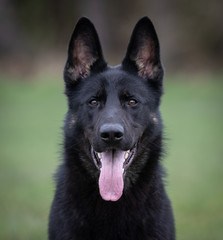 black German shepherd dog working line head portrait shot
