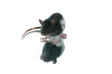 Fototapeta na wymiar rat on a white background